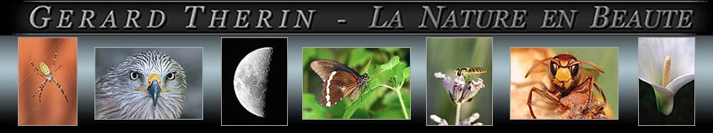 NATUREPIXEL par GERARD THERIN
