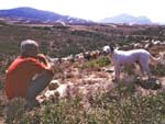 Antiparos, berger
